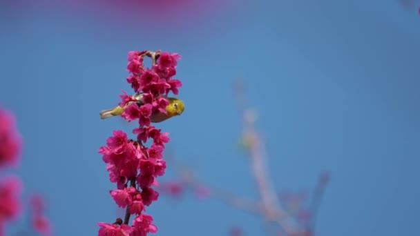Tavaszi Koncepció Egy Japán Fehér Szemű Madár Cseresznyevirágzásban — Stock videók