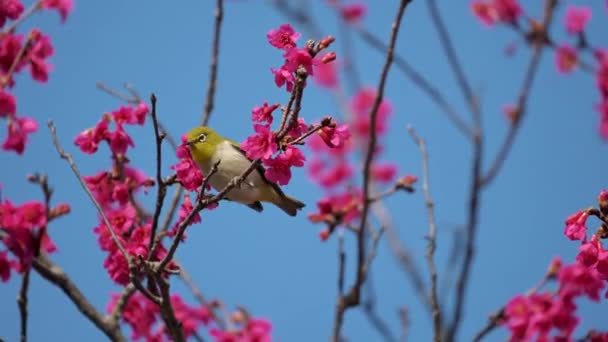 Concepto Primavera Pájaro Ojo Blanco Japonés Flores Cerezo — Vídeos de Stock