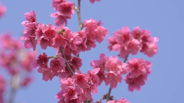 Spring Concept Japanese White Eye Bird Cherry Blossoms — Stok Video