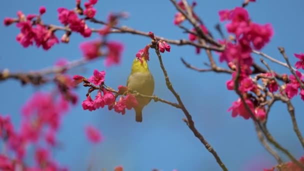 春のコンセプト 桜の花の白い鳥 — ストック動画