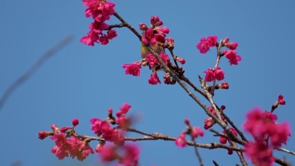 Концепция Весны Японская Белоглазый Птица Вишневом Цвете — стоковое видео