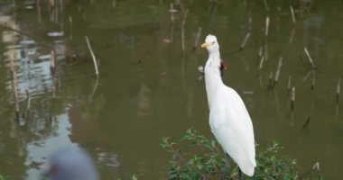 Beyaz Egretta Garzetta doğa gölünde duruyor.