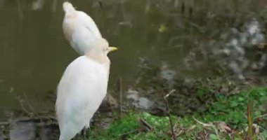 Beyaz Egretta Garzetta doğa gölünde duruyor.