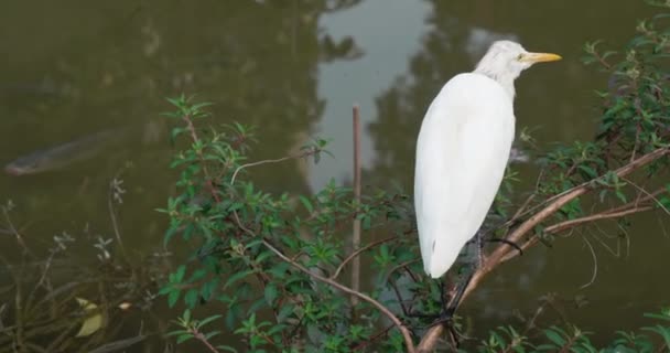 Biała Egretta Garzetta Stoi Stawie Przyrodniczym — Wideo stockowe