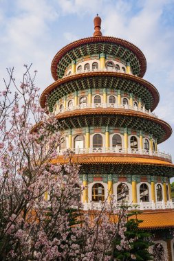 Tian Yuan Tapınağı, Taipei, Tayvan 'da bahar konsepti Pembe sakura çiçekleri