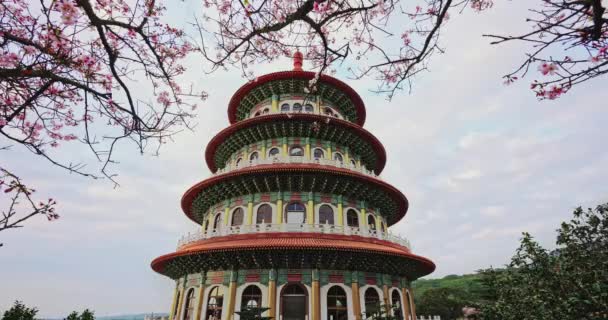 Цветы Розовой Сакуры Храме Тянь Юань Тайбэй Тайвань — стоковое видео