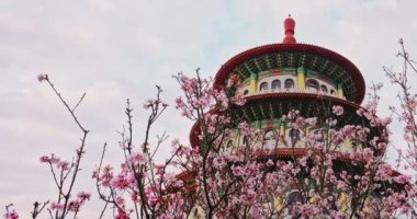 Tian Yuan Tapınağı, Taipei, Tayvan 'da bahar konsepti Pembe sakura çiçekleri
