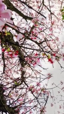 Tian Yuan Tapınağı, Taipei, Tayvan 'da bahar konsepti Pembe sakura çiçekleri