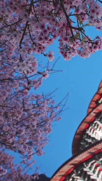Tian Yuan Tapınağı Taipei Tayvan Bahar Konsepti Pembe Sakura Çiçekleri — Stok video