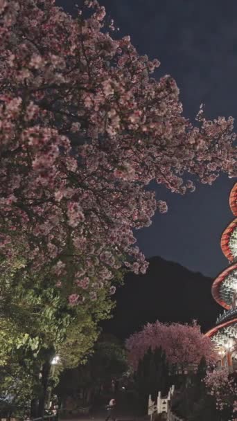 Wiosna Koncepcja Różowe Kwiaty Sakura Świątyni Tian Yuan Tajpej Tajwan — Wideo stockowe