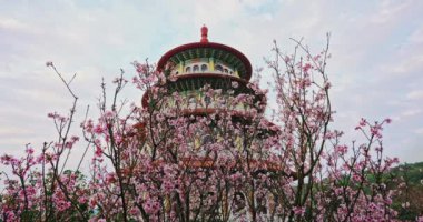 Bahar konsepti Tian Yuan Tapınağı, Taipei, Tayvan 'daki Pembe Sakura çiçeğinden Dolly.