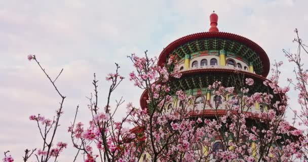 Jarní Nápad Dolly Růžové Sakury Květiny Chrámu Tian Yuan Tchaj — Stock video