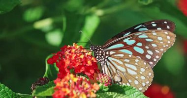 Yavaş çekim: Güzel kelebek çiçeklerin ve gün ışığında otlakların üzerinde uçuyor