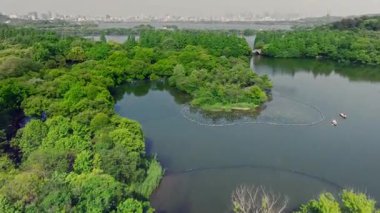 Yavaş çekim: Güzel kelebek çiçeklerin ve gün ışığında otlakların üzerinde uçuyor