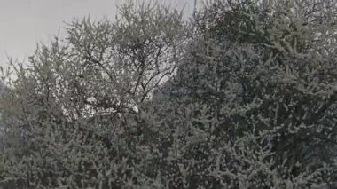 Yeşim Ejder dağlarına bakan resim gibi bir manzara. Yulong Naxi Özerk Bölgesi, Lijiang, Yunnan, Çin