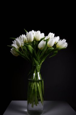 Beyaz laleler, siyah arka planda, doğal ışıkla izole edilmiş.