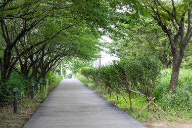 Walking path with tree along the way. Seoul Forest in Seoul, South Korea.