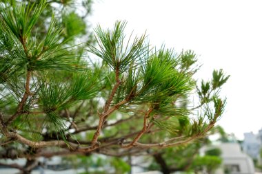 Pine tree branch with blurred background