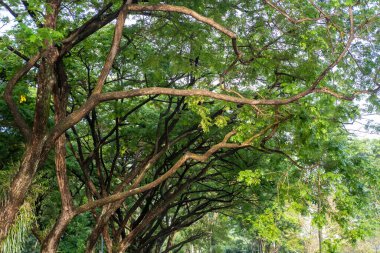Arkaplanda gökyüzü olan büyük ağacın görüntüsü