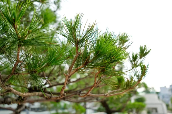 Pine Tree Branch Blurred Background — 스톡 사진