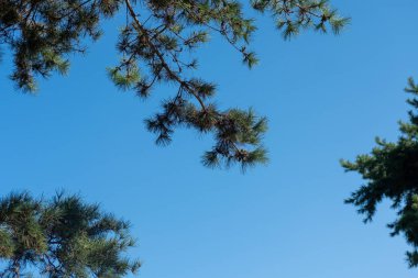 Arkaplanda gökyüzü olan yeşil yaprakların görüntüsü