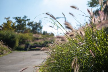 Namsan Park, Seul yolundaki Gümüş Çimen.