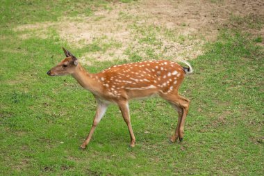 Güney Kore, Seul Ormanı 'nda geyik yürüyüşü