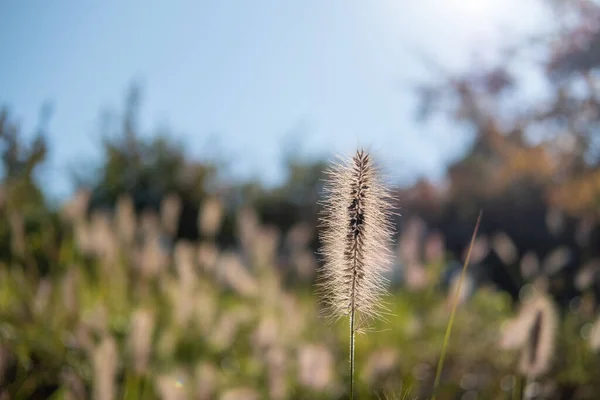 Herbe Argentée Long Passerelle Dans Namsan Park Séoul — Photo