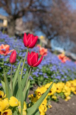 Princes Street Gardens, Edinburgh, Birleşik Krallık 'ta çiçekler. Bahar mevsimi.