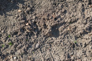 arkaplan için düz toprak dokusu