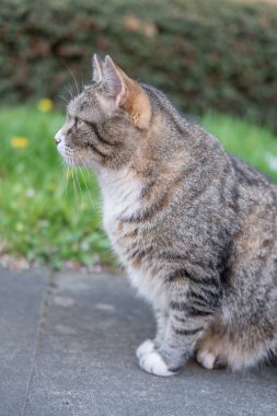 Yoldaki kedi, bulanık arkaplan ile yumuşak odak.