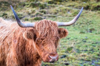 Highland sığır, bir İskoç sığır ırkı kapatın. Kıllı inek uzun boynuzları ve dalgalı kat. Alanında Isle of Skye, İskoçya Highlands.