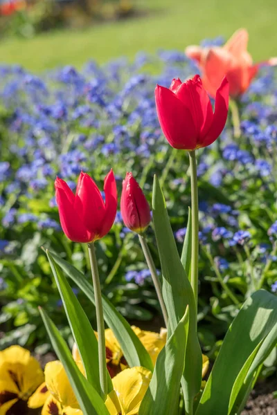 Flowers in Princes Street Gardens, Edinburgh, United Kingdom. Spring season.