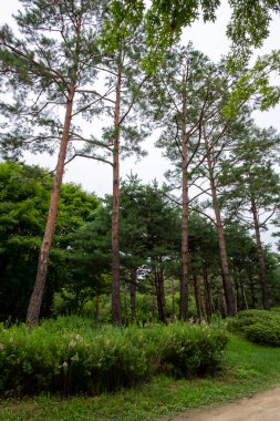 Walking path with tree along the way. Seoul Forest in Seoul, South Korea.