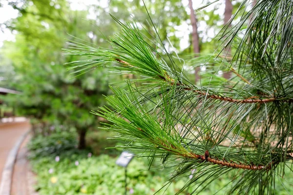 Pine Tree Branch Blurred Background — Foto de Stock