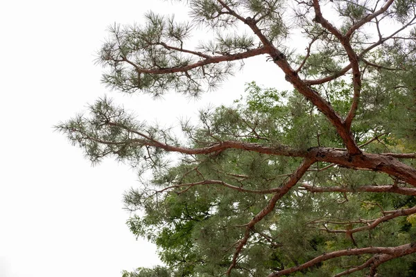 Arka Planda Gökyüzü Olan Çam Ağacı Dalı — Stok fotoğraf