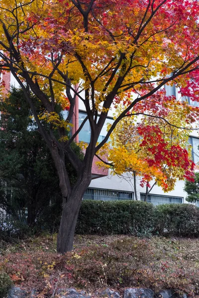 Kolorowe Liście Czerwono Pomarańczowe Sezon Jesienny Tradycyjnym Murem Koreańskim Tle — Zdjęcie stockowe