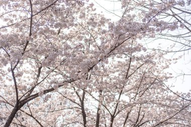 İlkbaharda Kiraz Çiçekleri Kore 'de, yumuşak bir odak ile