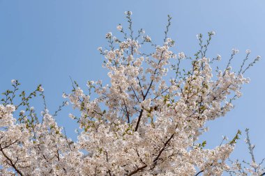 Kiraz çiçekleri baharda mavi gökyüzüne karşı. Yumuşak odaklı, Kore 'de.