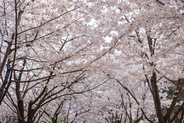 Цвітіння Квітки Весною Яким Фокусом Кореї — стокове фото