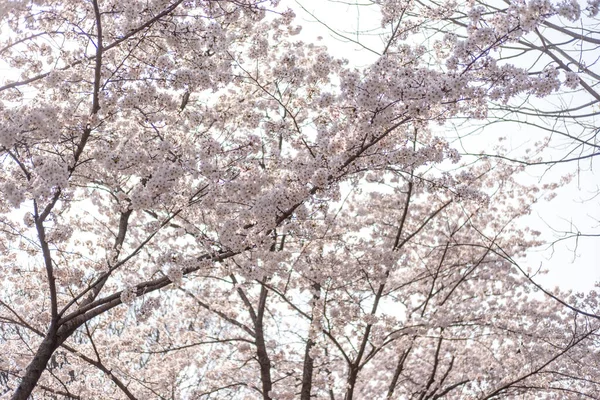 Flores Cerezo Primavera Con Enfoque Suave Corea —  Fotos de Stock