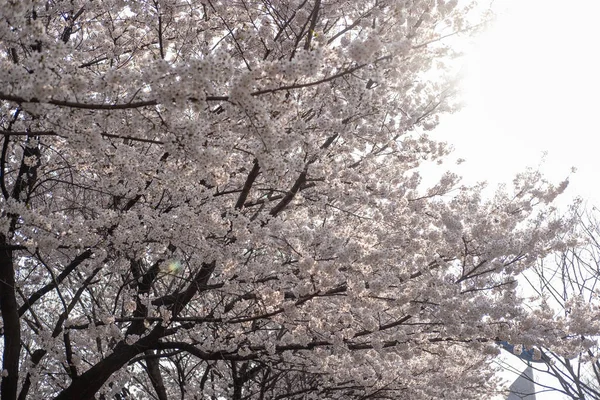 Cherry Blossoms Våren Med Mjukt Fokus Korea — Stockfoto