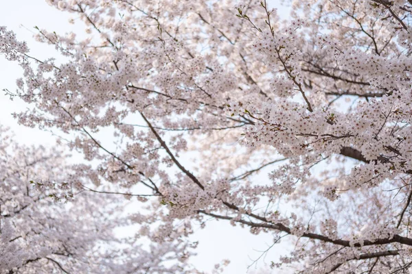 Cherry Blossoms Spring Soft Focus Korea — Stock Photo, Image