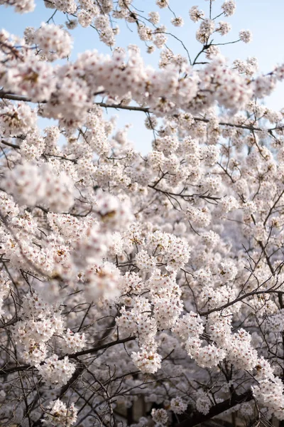 Primer Plano Flores Cerezo Primavera Con Enfoque Suave Seúl Corea —  Fotos de Stock