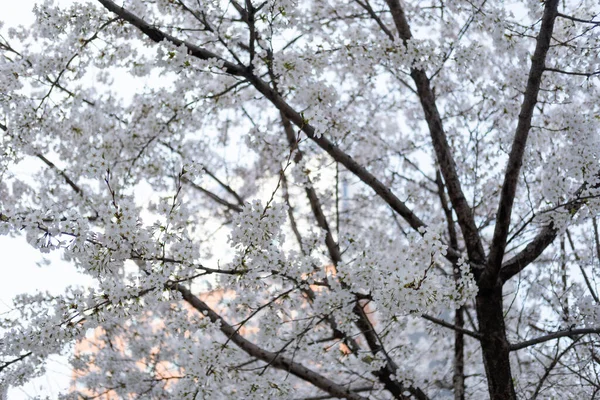 Flores Cerezo Primavera Con Enfoque Suave Corea —  Fotos de Stock