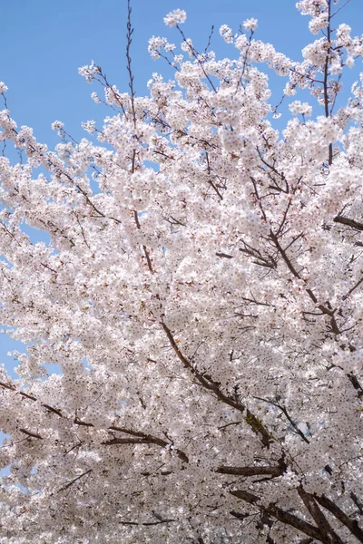 今年春天 在韩国 樱花在蓝天的映衬下绽放 焦点柔和 — 图库照片