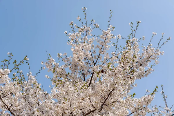 今年春天 在韩国 樱花在蓝天的映衬下绽放 焦点柔和 — 图库照片