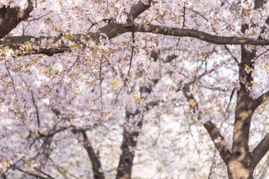 Baharda Kiraz Çiçekleri Yeongdeungpo Yeouido Bahar Festivali 'nde, Güney Kore, Seul' de.