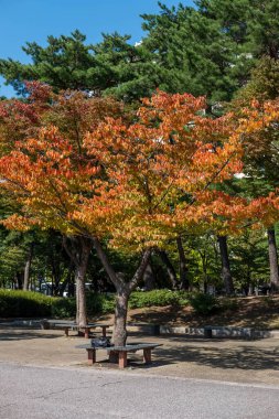 Sonbaharda sarı yapraklı ağaç dalı. Yeouido Park, Seul, Güney Kore