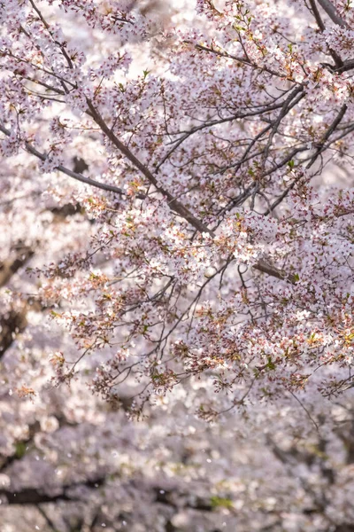 Flores Cerezo Primavera Con Enfoque Suave Yeongdeungpo Yeouido Spring Flower —  Fotos de Stock